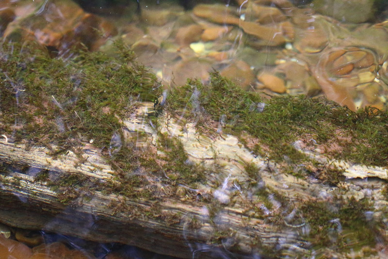 Hygrohypnum ochraceum